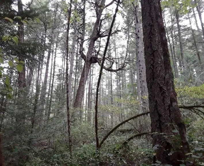 Close-up of a large tree trunk in a forest setting.