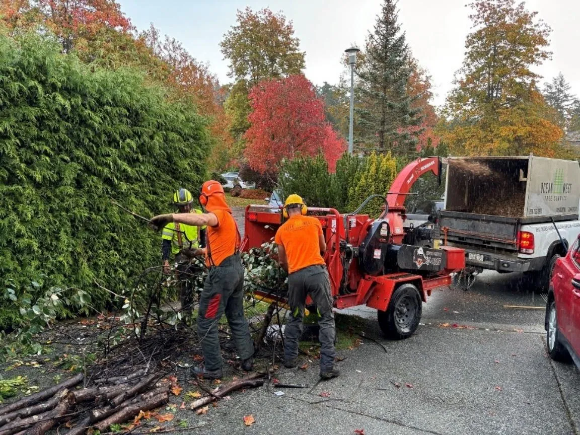 Two workers in orange safety gear using a wood chipper to process tree branches on a street.