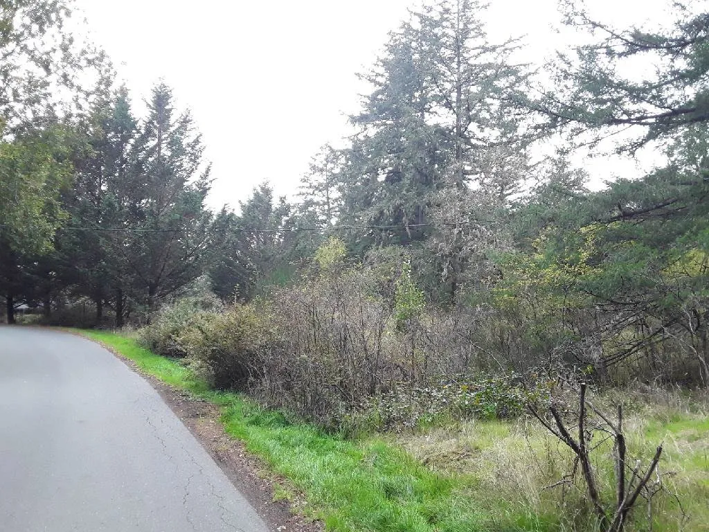 Narrow paved road through a densely wooded area