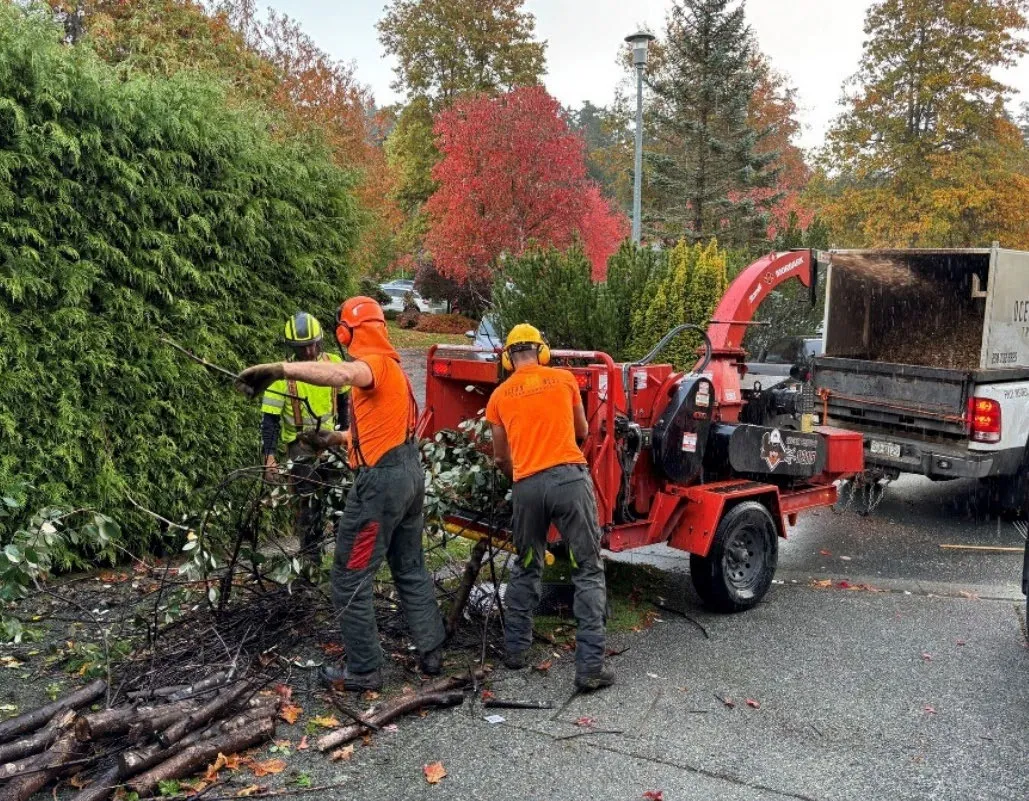 Crew processing brush through a wood chipper into a truck