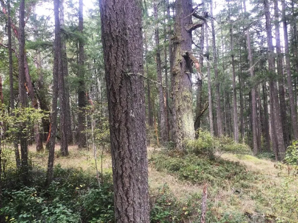 Forest landscape with large trees and dense ground vegetation
