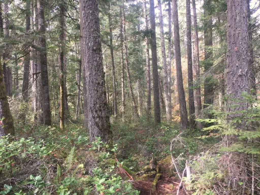 Forest with tall coniferous trees and green undergrowth
