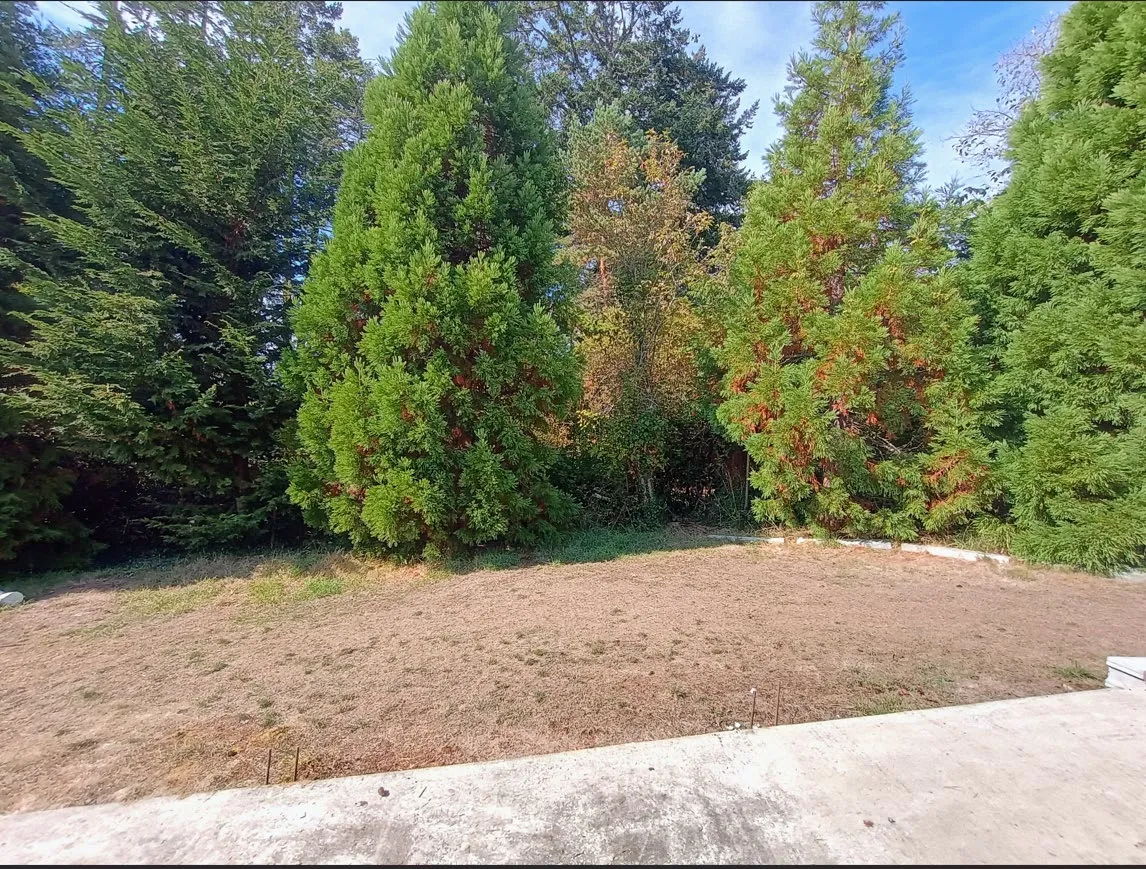 Photograph showing the view and vegetation buffer toward the neighbouring property.