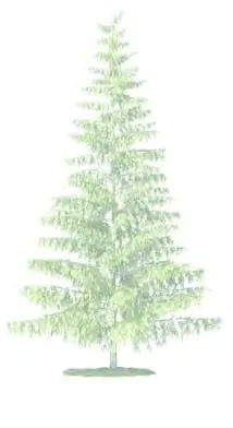 Conifer tree - spruce/fir