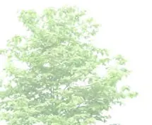 Top portion of a deciduous tree canopy