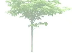 Middle portion of a deciduous tree trunk and branches