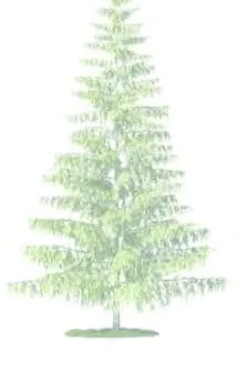 Conifer tree - spruce/fir