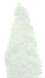 Slender conifer tree - cedar/cypress