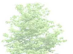 Detail of deciduous tree foliage