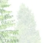 Top of a conifer tree