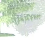 Lower branches of a conifer tree