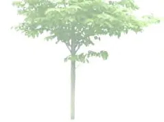 Deciduous tree rendering