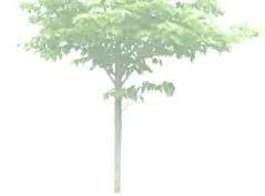 Deciduous tree rendering
