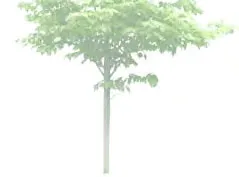 Deciduous tree rendering