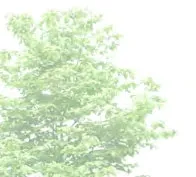 Tree canopy rendering