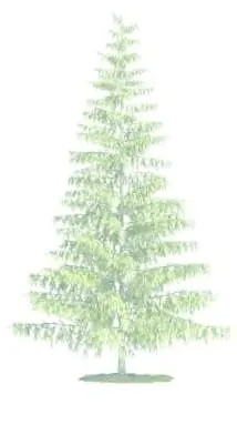 Deciduous tree rendering