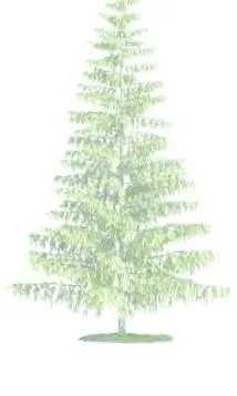 Coniferous tree rendering