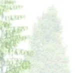 Coniferous tree canopy rendering