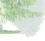 Coniferous tree canopy rendering