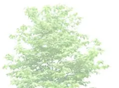 Deciduous tree rendering