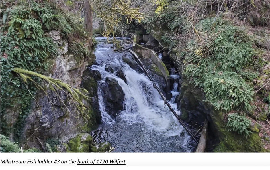 A waterfall on Millstream Creek flowing through rocky terrain and a concrete fish ladder structure, surrounded by moss and lush ferns.