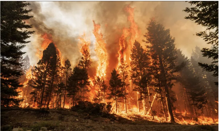 A forest fire with large orange flames engulfing several tall evergreen trees.