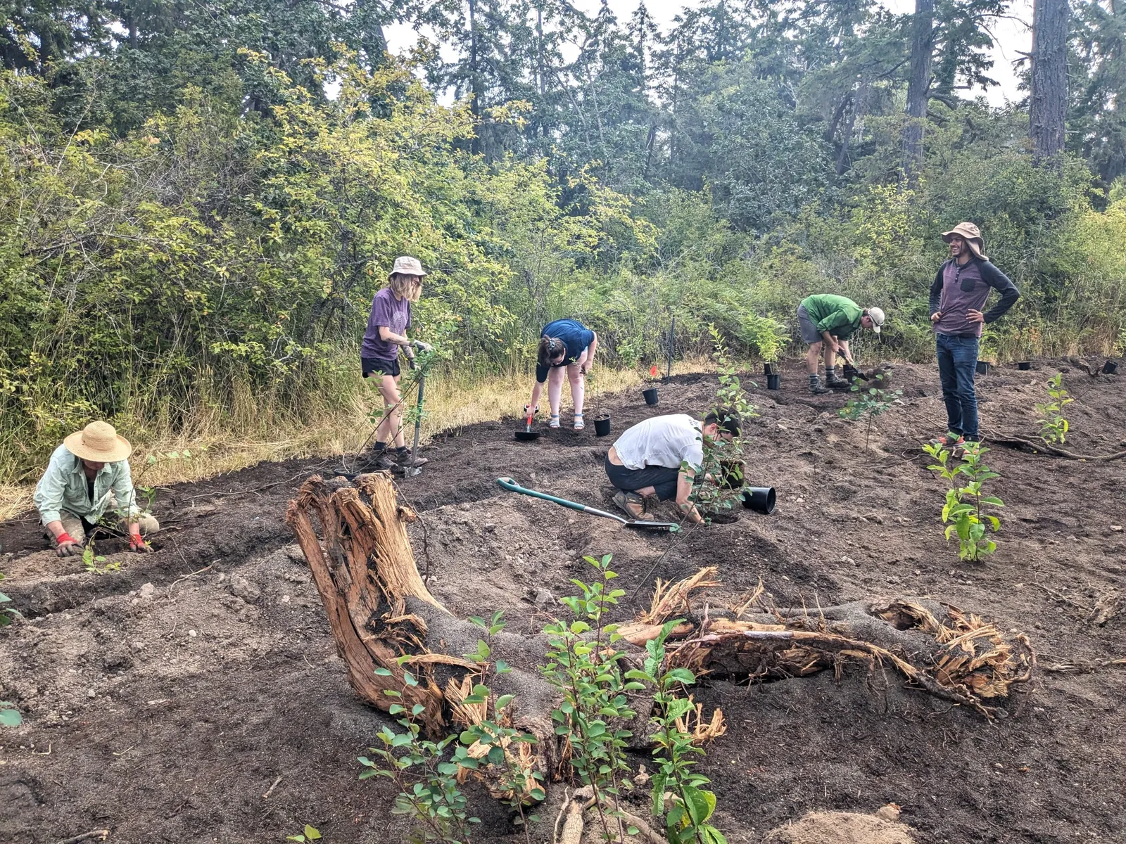 Volunteers work on the Saltwater Marsh Restoration Project in View Royal Park