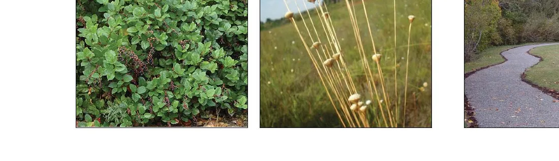 Photo examples of Native Planting and a Gravel Path section