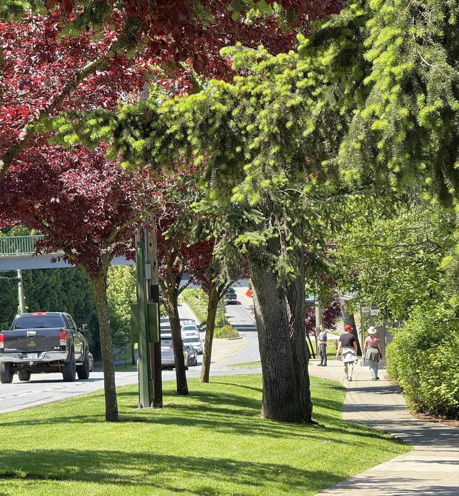 Street view with trees, sidewalk, and parked cars