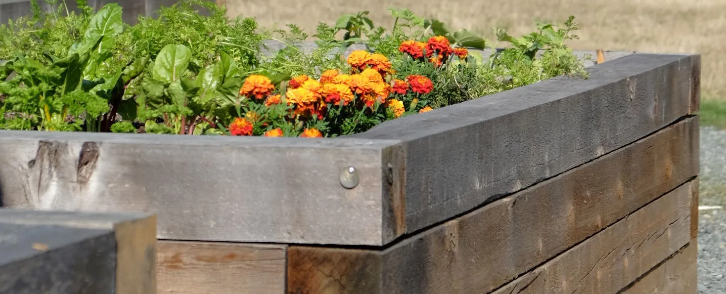 Community Gardens at View Royal Park - foreground view of marigolds in a raised garden bed