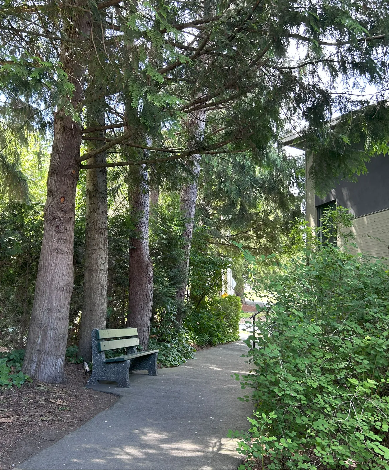A paved walking path with a bench under tall trees next to a building