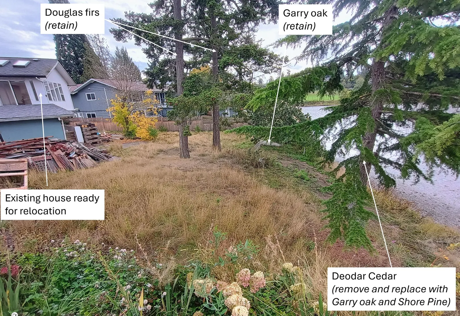Photo of the rear yard showing Douglas firs and Garry oak to be retained, and a Deodar Cedar to be removed