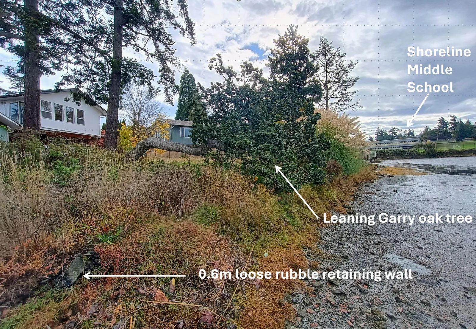 Photo of Portage Inlet shoreline showing a leaning Garry oak tree and a 0.6m loose rubble retaining wall