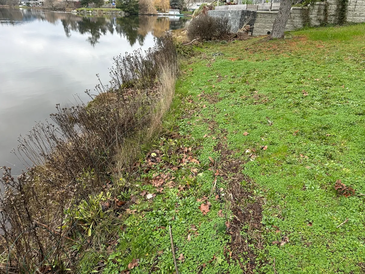 Photo 2. Shoreline with native gumweed, additional salt-tolerant native species to be added.