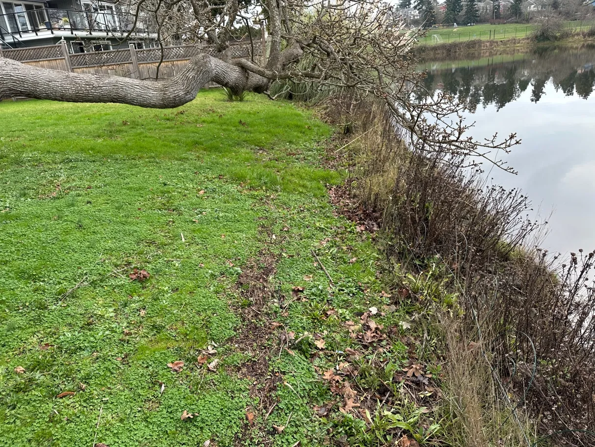 Photo 3. Shoreline with garry oak and native gumweed, additional salt-tolerant native species to be added.