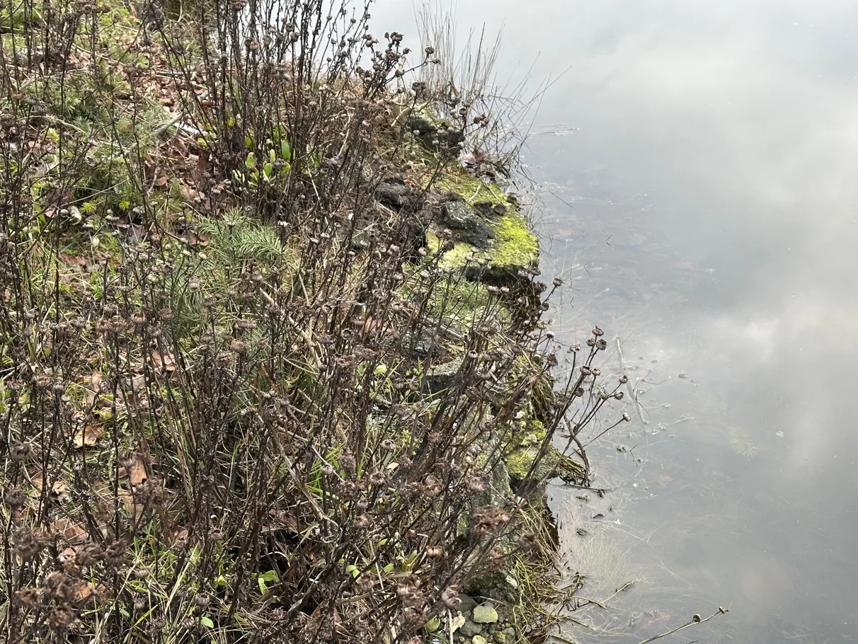 Photo 4. Shoreline with native gumweed, additional salt-tolerant native species to be added, loose concrete pieces to be removed and rock to be added by hand to create planting pockets.