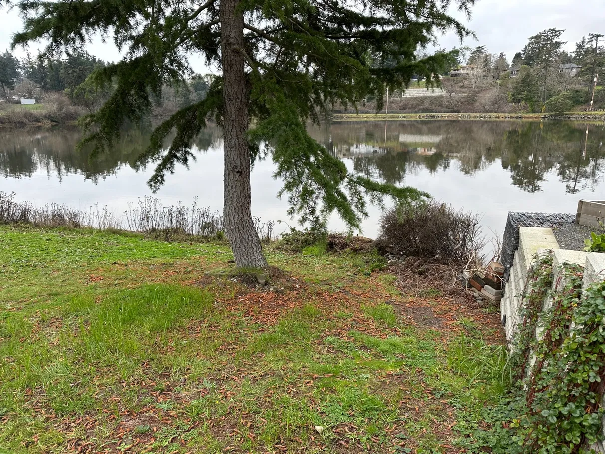 Photo 5. North end of SDPA, ornamental cedar to be removed and replaced with two native trees. Shrub plantings proposed along the wall, and elevated walkway to the shore.