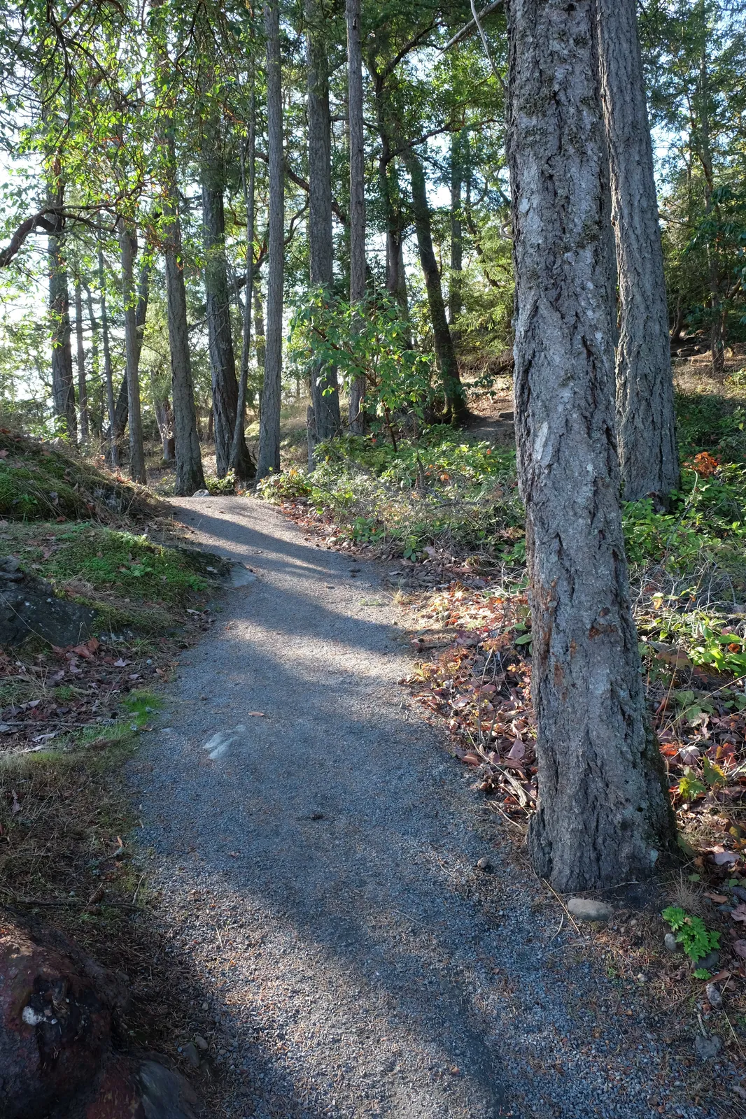 A winding gravel path through a tall forest