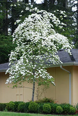 Cornus 'Eddies White Wonder' Spring flower