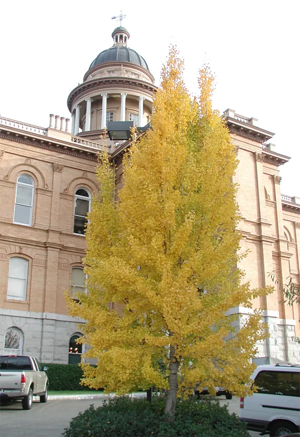 Ginkgo 'Princeton Sentry' Fall colour