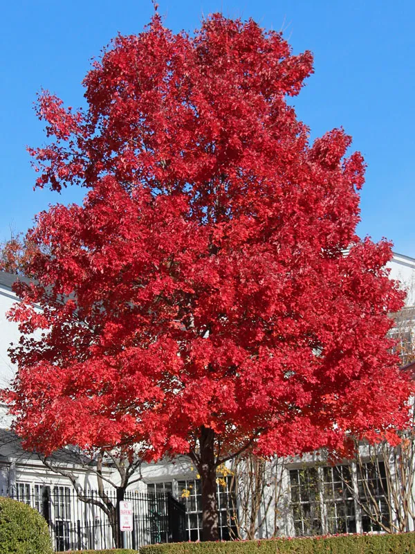 Acer 'October Glory' Fall colour