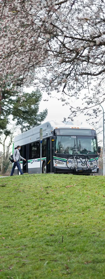 Bus in a park with cherry blossoms