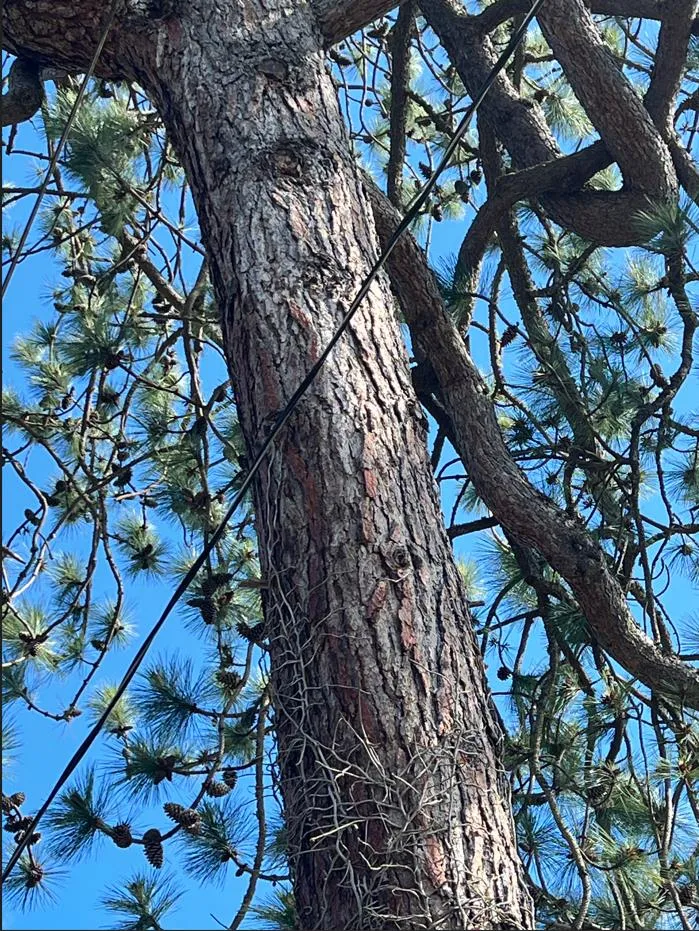 Service drop wires passing close to the trunk of the pine tree