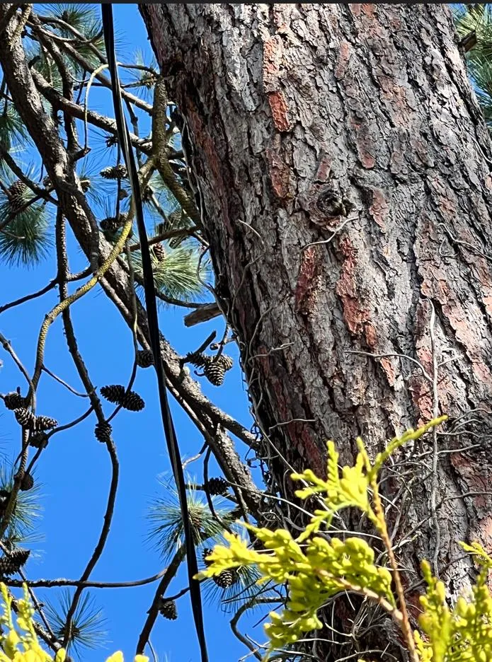 Close-up view of wires and tree trunk