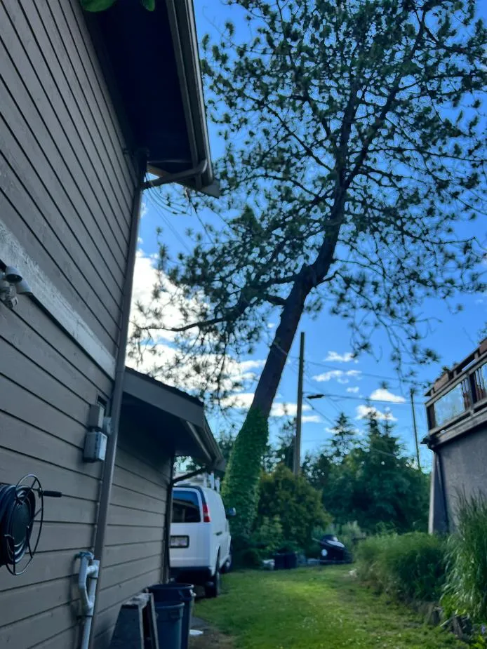 View of the entire pine tree showing its lean towards a neighboring house