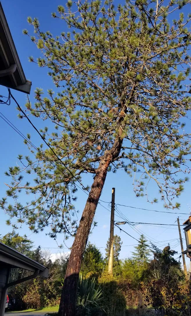 leaning trunk