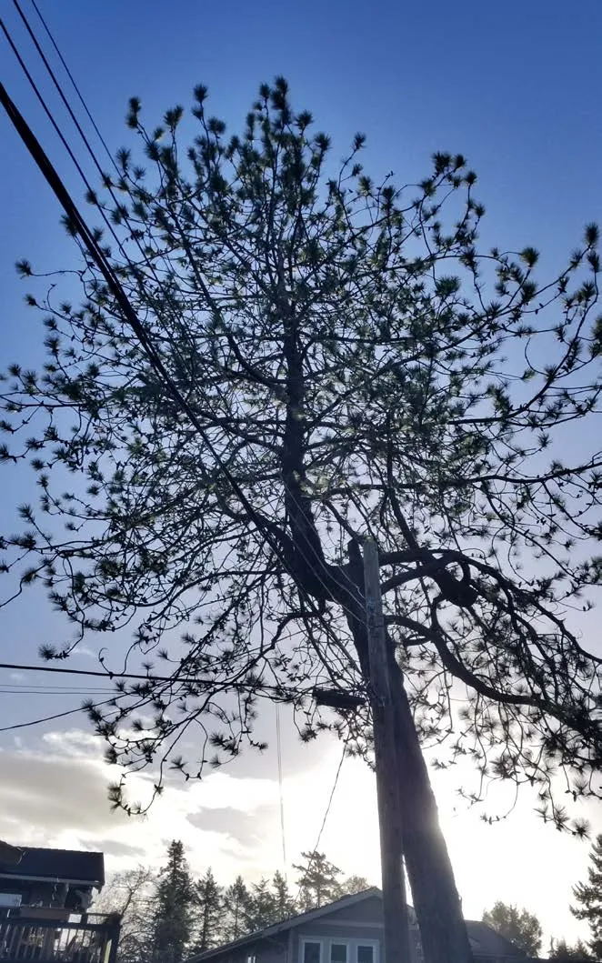 sparse canopy