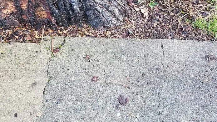 cracks in concrete driveway