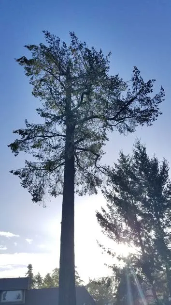 Douglas fir located beside driveway and opposite pine tree