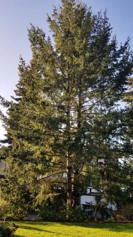 Double-stemmed Douglas fir located along south boundary